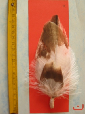 Adlerflaum 06 