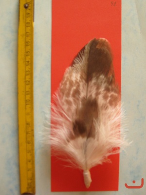 Adlerflaum 07