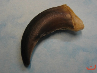 Wolfskralle 041
