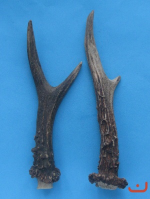Rehstangen