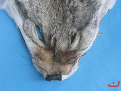 Schakal-Maske