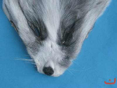 Fuchs-Maske Shadow Fuchs