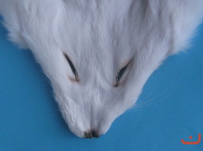 Fuchs-Maske Weiß-Fuchs