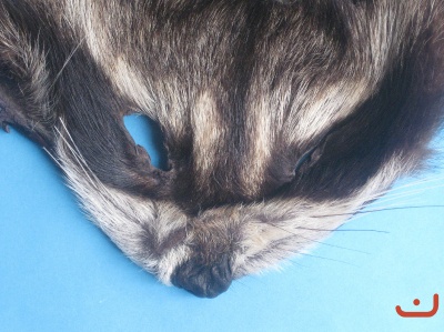 Waschbär-Maske