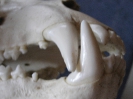 A-Schwarzbären Zähne 4