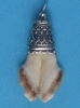 6 Wildschweinzahn 4129