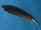 Seeadlerfeder 34021