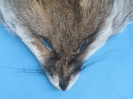 Fuchs-Maske Rotfuchs