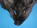 Fuchs-Maske Silber-Fuchs